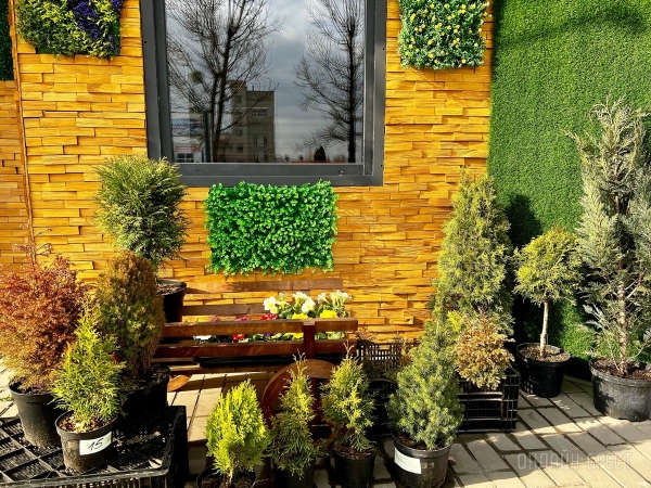 В честь открытия подарили женщинам 2500 тюльпанов! В Бресте открылась цветочная мастерская «La Buton» В честь открытия подарили женщинам 2500 тюльпанов! В Бресте открылась цветочная мастерская «La Buton»