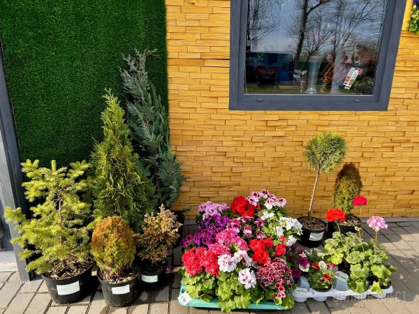 В честь открытия подарили женщинам 2500 тюльпанов! В Бресте открылась цветочная мастерская «La Buton» В честь открытия подарили женщинам 2500 тюльпанов! В Бресте открылась цветочная мастерская «La Buton»