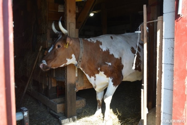 «Перестал есть мясо, потому что пью молоко». Как белорус завёл корову, которая родом из Шотландии «Перестал есть мясо, потому что пью молоко». Как белорус завёл корову, которая родом из Шотландии