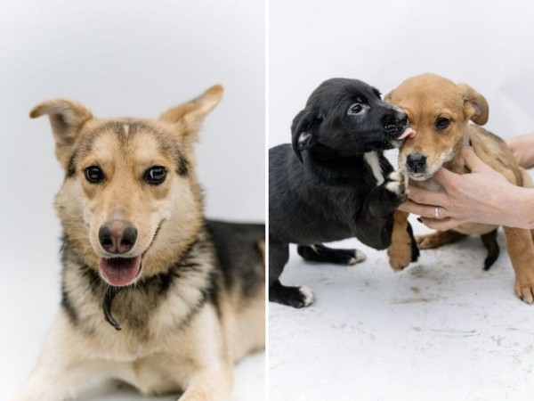 «Это было очень по-человечески». Зооцентры «Доктор Хвостов» и «ГлаМуррр» подвели итоги благотворительной акции в помощь бездомным животным «Это было очень по-человечески». Зооцентры «Доктор Хвостов» и «ГлаМуррр» подвели итоги благотворительной акции в помощь бездомным животным