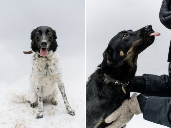 «Это было очень по-человечески». Зооцентры «Доктор Хвостов» и «ГлаМуррр» подвели итоги благотворительной акции в помощь бездомным животным «Это было очень по-человечески». Зооцентры «Доктор Хвостов» и «ГлаМуррр» подвели итоги благотворительной акции в помощь бездомным животным