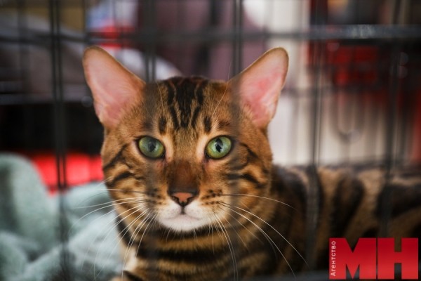 Мейн-куны, священная бирма, сфинксы… В Минске проходит международная выставка кошек и котят Мейн-куны, священная бирма, сфинксы… В Минске проходит международная выставка кошек и котят