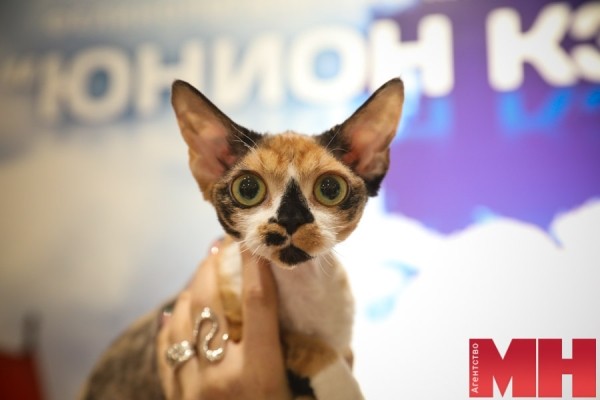 Мейн-куны, священная бирма, сфинксы… В Минске проходит международная выставка кошек и котят Мейн-куны, священная бирма, сфинксы… В Минске проходит международная выставка кошек и котят