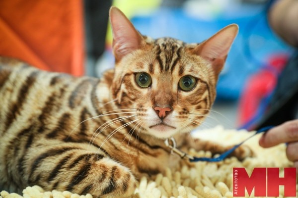 Мейн-куны, священная бирма, сфинксы… В Минске проходит международная выставка кошек и котят Мейн-куны, священная бирма, сфинксы… В Минске проходит международная выставка кошек и котят
