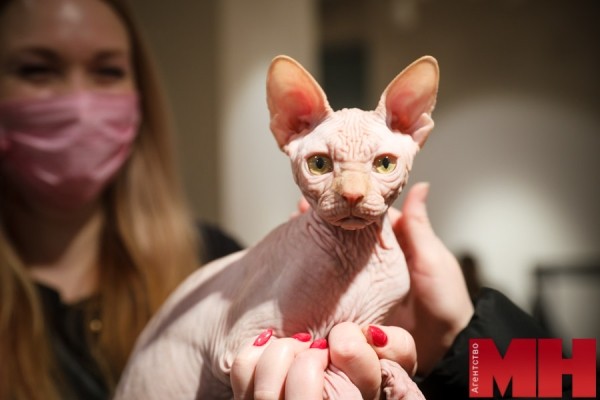 Мейн-куны, священная бирма, сфинксы… В Минске проходит международная выставка кошек и котят Мейн-куны, священная бирма, сфинксы… В Минске проходит международная выставка кошек и котят