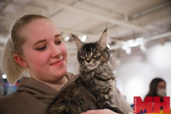 Мейн-куны, священная бирма, сфинксы… В Минске проходит международная выставка кошек и котят Мейн-куны, священная бирма, сфинксы… В Минске проходит международная выставка кошек и котят