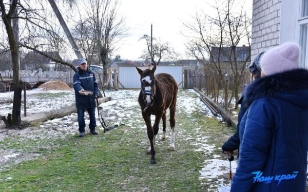 В Брестской области девушке подарили лошадь