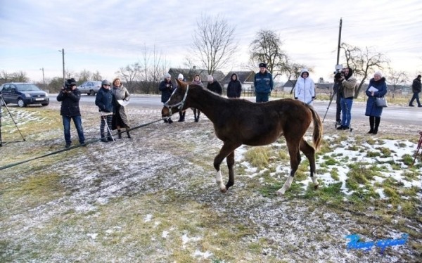 В Брестской области девушке подарили лошадь