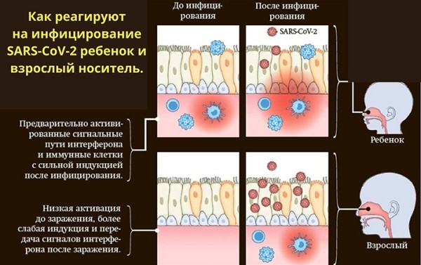 
			«Дошкольная подготовка» иммунитета к SARS-CoV-2?		