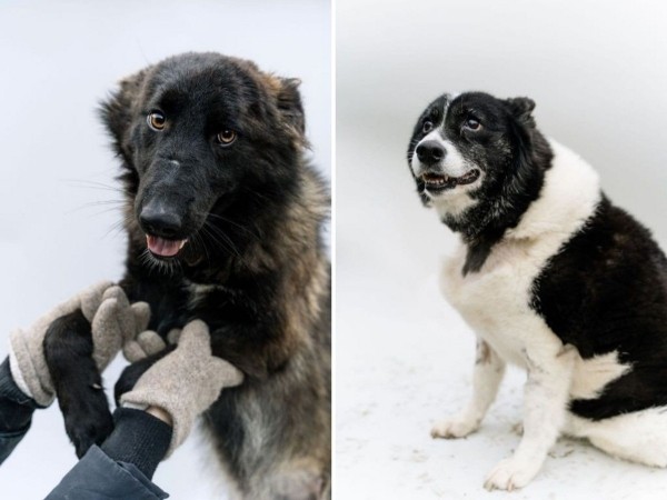 «Это было очень по-человечески». Зооцентры «Доктор Хвостов» и «ГлаМуррр» подвели итоги благотворительной акции в помощь бездомным животным «Это было очень по-человечески». Зооцентры «Доктор Хвостов» и «ГлаМуррр» подвели итоги благотворительной акции в помощь бездомным животным