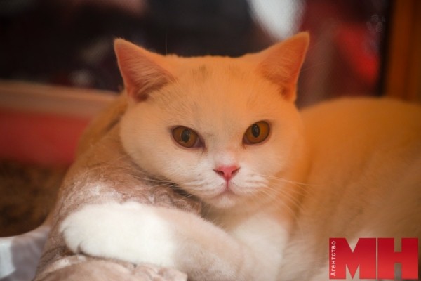 Мейн-куны, священная бирма, сфинксы… В Минске проходит международная выставка кошек и котят Мейн-куны, священная бирма, сфинксы… В Минске проходит международная выставка кошек и котят