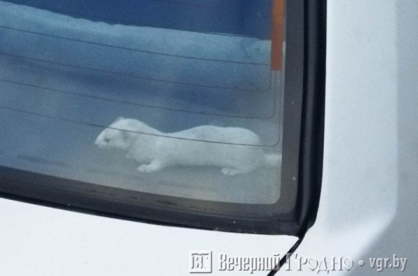 «Ласковый» авто: житель Гродно обнаружил дикого зверя в купленной машине «Ласковый» авто: житель Гродно обнаружил дикого зверя в купленной машине