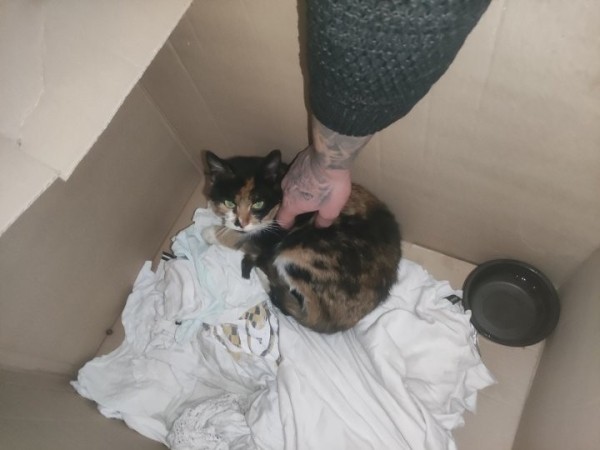 Кошка в Бобруйске залезла под днище машины и приехала в Минск Кошка в Бобруйске залезла под днище машины и приехала в Минск