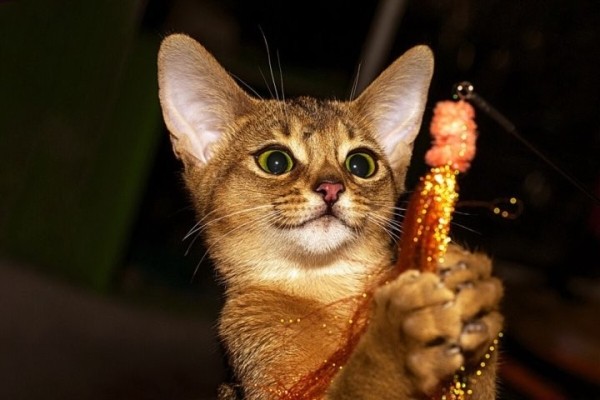 Познакомились с редкими породами кошек у жителей Березовского района Познакомились с редкими породами кошек у жителей Березовского района