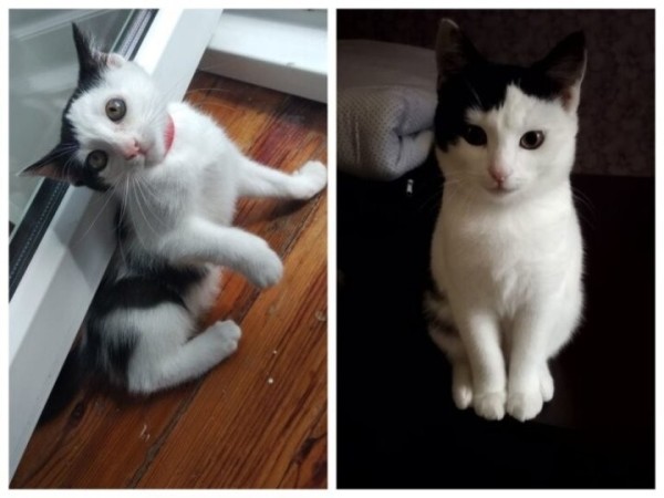 Брестская область. Истории о том, как бездомные животные обрели семью Брестская область. Истории о том, как бездомные животные обрели семью