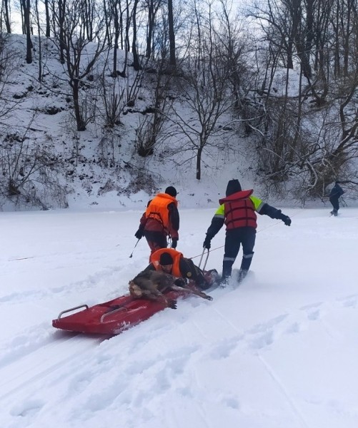Белорусские спасатели вытащили из полыньи тонущую косулю Белорусские спасатели вытащили из полыньи тонущую косулю