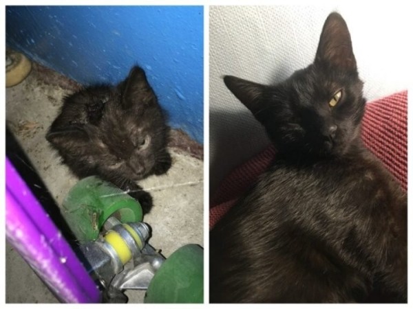 Брестская область. Истории о том, как бездомные животные обрели семью Брестская область. Истории о том, как бездомные животные обрели семью