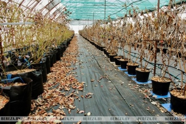 Что выращивает и какие инновационные технологии применяет фермер из Брестской области Что выращивает и какие инновационные технологии применяет фермер из Брестской области