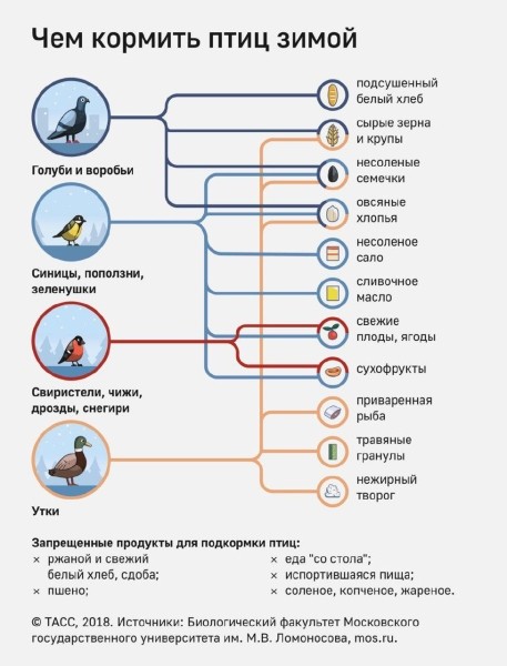 Доброта брестчан убивает тысячи пернатых: почему нельзя кормить птиц хлебом? Доброта брестчан убивает тысячи пернатых: почему нельзя кормить птиц хлебом?