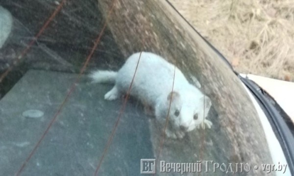 «Ласковый» авто: житель Гродно обнаружил дикого зверя в купленной машине «Ласковый» авто: житель Гродно обнаружил дикого зверя в купленной машине