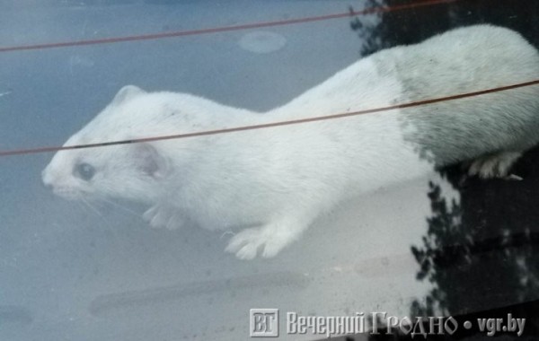«Ласковый» авто: житель Гродно обнаружил дикого зверя в купленной машине «Ласковый» авто: житель Гродно обнаружил дикого зверя в купленной машине