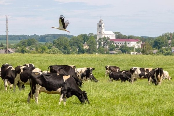 Велотурист из Брестской области проехал более 6 тысяч километров по Беларуси и описал впечатления от путешествий Велотурист из Брестской области проехал более 6 тысяч километров по Беларуси и описал впечатления от путешествий