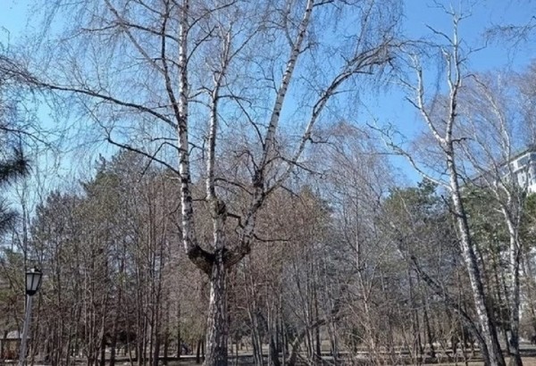Дерево-трезубец обнаружили в Беловежской пуще Дерево-трезубец обнаружили в Беловежской пуще