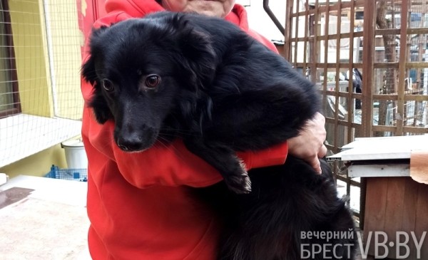 Надежду можно спасти! Как помочь госпиталю для бездомных животных в Бресте