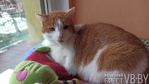 Надежду можно спасти! Как помочь госпиталю для бездомных животных в Бресте