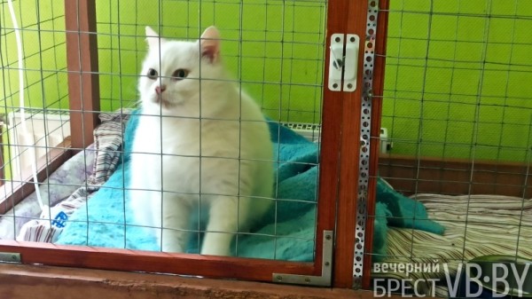 Надежду можно спасти! Как помочь госпиталю для бездомных животных в Бресте