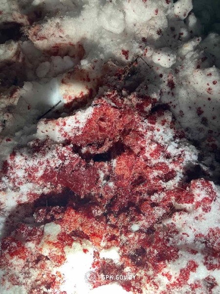 Труп лося найден вблизи границы с Литвой. Животное пробиралось через колючую проволоку Труп лося найден вблизи границы с Литвой. Животное пробиралось через колючую проволоку