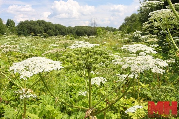 За 2021 г. в Минске площадь произрастания золотарника сократилась на 2,5 га, борщевика — на 7,2 га За 2021 г. в Минске площадь произрастания золотарника сократилась на 2,5 га, борщевика — на 7,2 га