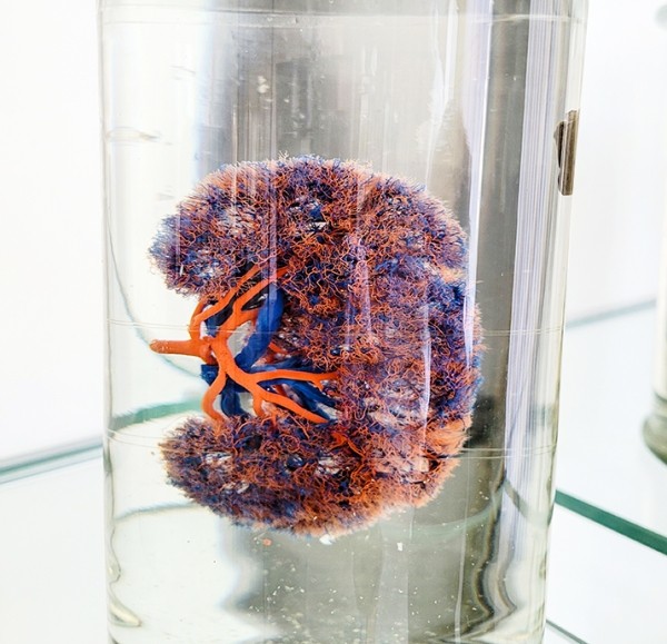 
			В ГрГМУ стало доступным посещение тератологической экспозиции		