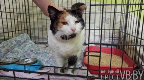 Надежду можно спасти! Как помочь госпиталю для бездомных животных в Бресте