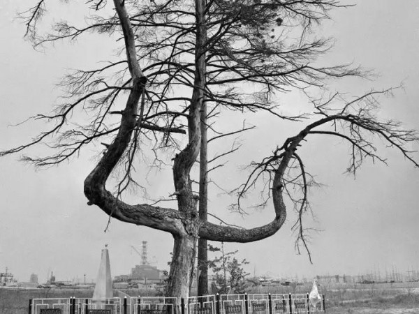 Дерево-трезубец обнаружили в Беловежской пуще Дерево-трезубец обнаружили в Беловежской пуще