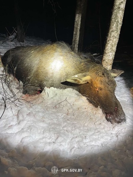 Труп лося найден вблизи границы с Литвой. Животное пробиралось через колючую проволоку Труп лося найден вблизи границы с Литвой. Животное пробиралось через колючую проволоку