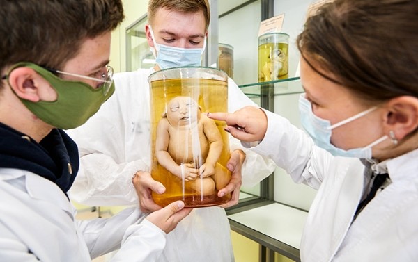 
			В ГрГМУ стало доступным посещение тератологической экспозиции		