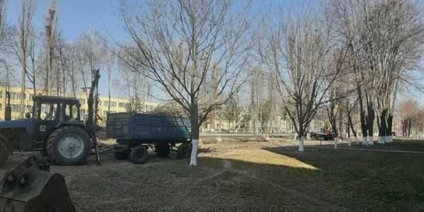 Зачем в Пинске спилили больше 30 тополей? Ответ коммунальщиков Зачем в Пинске спилили больше 30 тополей? Ответ коммунальщиков