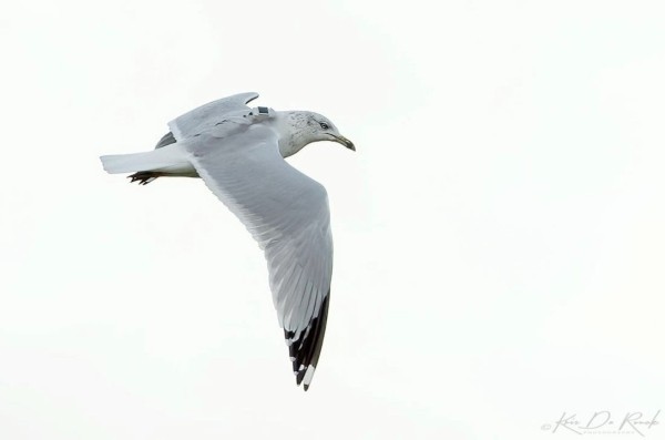 В Беларуси замечена новая птица. И она вела себя странно В Беларуси замечена новая птица. И она вела себя странно