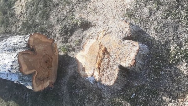 Зачем в Пинске спилили больше 30 тополей? Ответ коммунальщиков Зачем в Пинске спилили больше 30 тополей? Ответ коммунальщиков