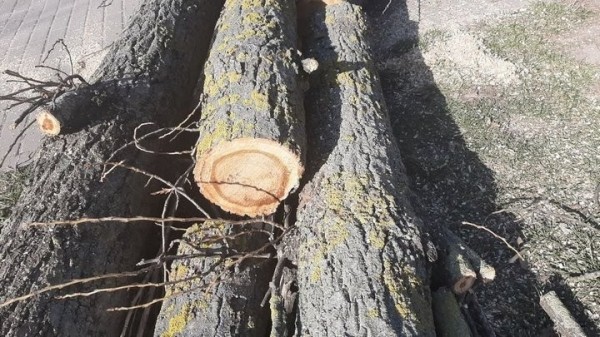 Зачем в Пинске спилили больше 30 тополей? Ответ коммунальщиков Зачем в Пинске спилили больше 30 тополей? Ответ коммунальщиков