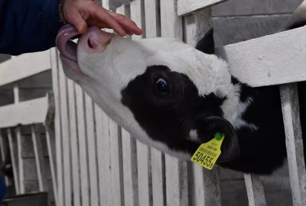 Эксперимент по-белорусски: в одном из колхозов коровам подливают колу Эксперимент по-белорусски: в одном из колхозов коровам подливают колу