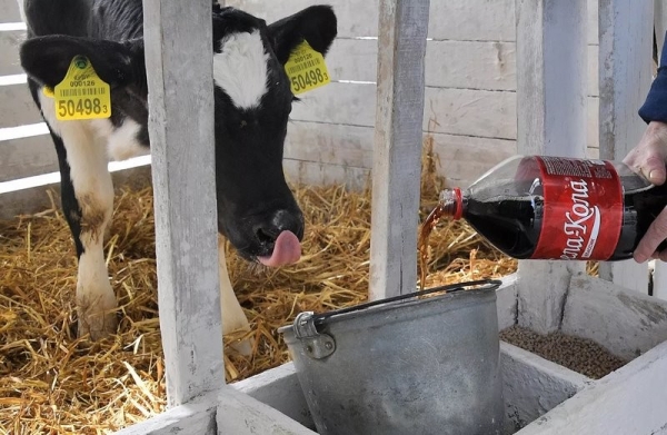 Эксперимент по-белорусски: в одном из колхозов коровам подливают колу Эксперимент по-белорусски: в одном из колхозов коровам подливают колу