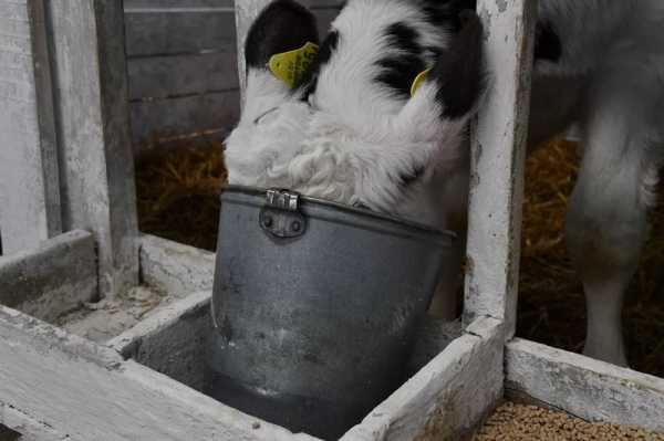 Эксперимент по-белорусски: в одном из колхозов коровам подливают колу Эксперимент по-белорусски: в одном из колхозов коровам подливают колу