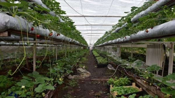 «Если все продам, заработаю чистыми 6 тысяч рублей». Как прораб бросил все и занялся рассадой «Если все продам, заработаю чистыми 6 тысяч рублей». Как прораб бросил все и занялся рассадой