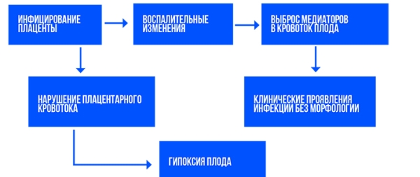 
			Патология плаценты при COVID-19		