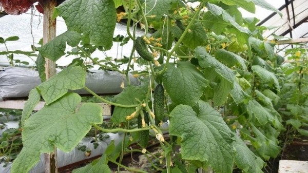 «Если все продам, заработаю чистыми 6 тысяч рублей». Как прораб бросил все и занялся рассадой «Если все продам, заработаю чистыми 6 тысяч рублей». Как прораб бросил все и занялся рассадой