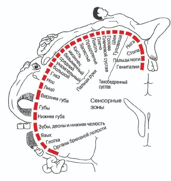 Фантомная боль. Междисциплинарный подход как ключ к успешной терапии. Часть 1 + аудио			
        
         
        Фантомная боль. Междисциплинарный подход как ключ к успешной терапии. Часть 1 + аудио