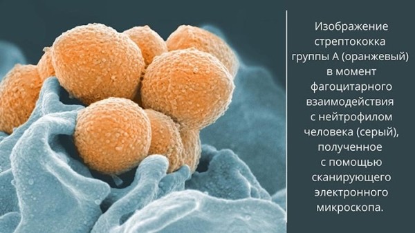 
        Эволюционные парадигмы стрептококков                    