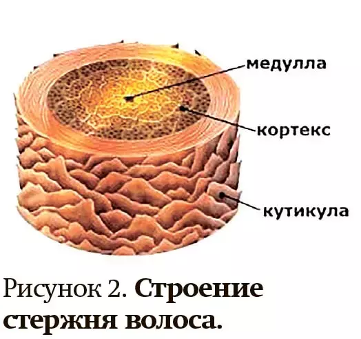 Алопеция у женщин: поиск возможных причин  и подходы к лечению                      
        Алопеция у женщин: поиск возможных причин  и подходы к лечению